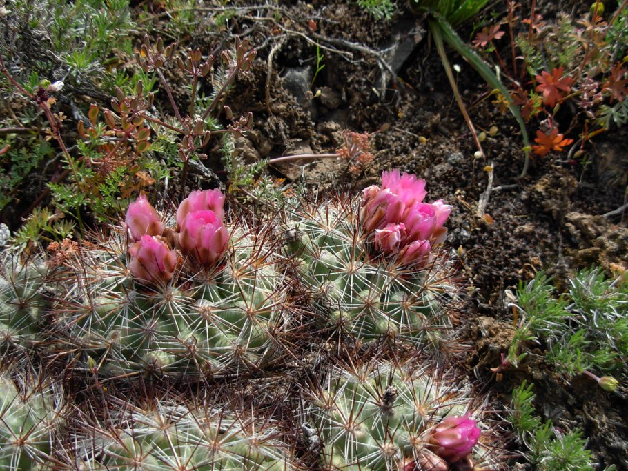 Багульник болотный Ямал