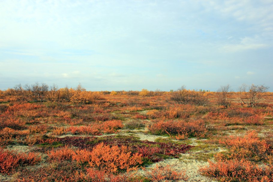 Полярная камнеломка