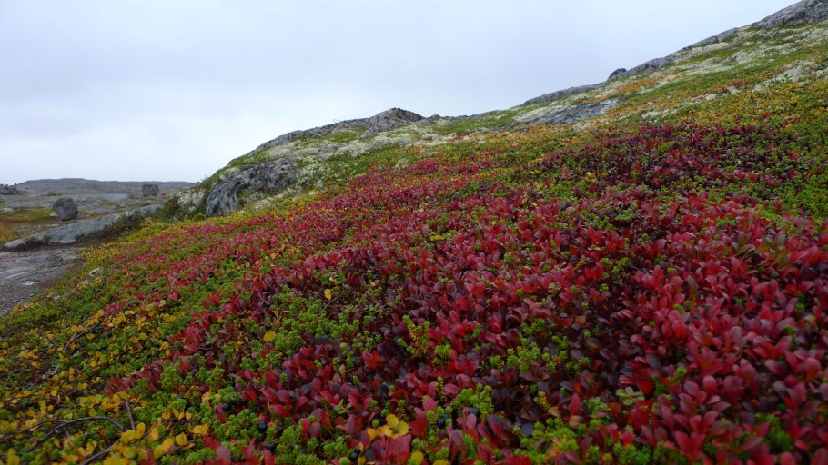 Териберка тундра