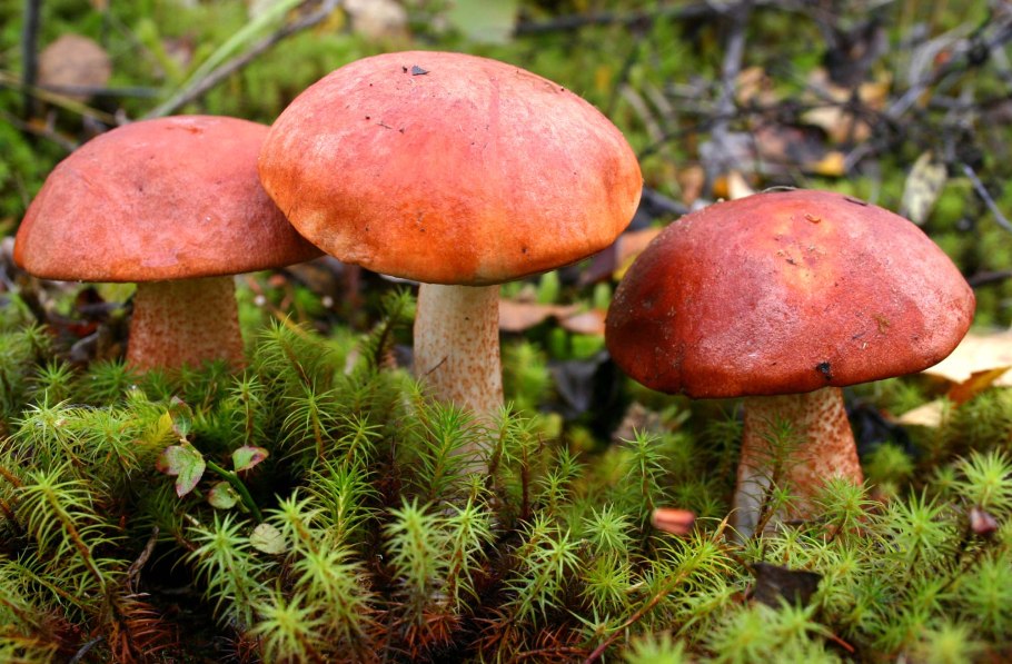 Северная Тайга ЯНАО