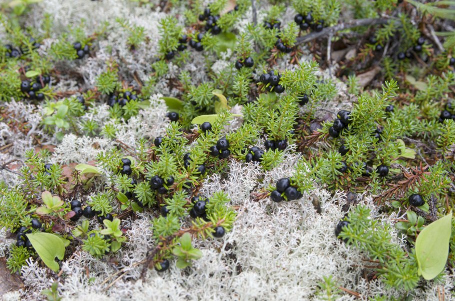 Flora Meadow: very hairy @FLORAMEADOW