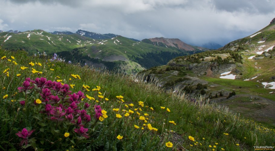 Альпийские Луга Швейцария бараны