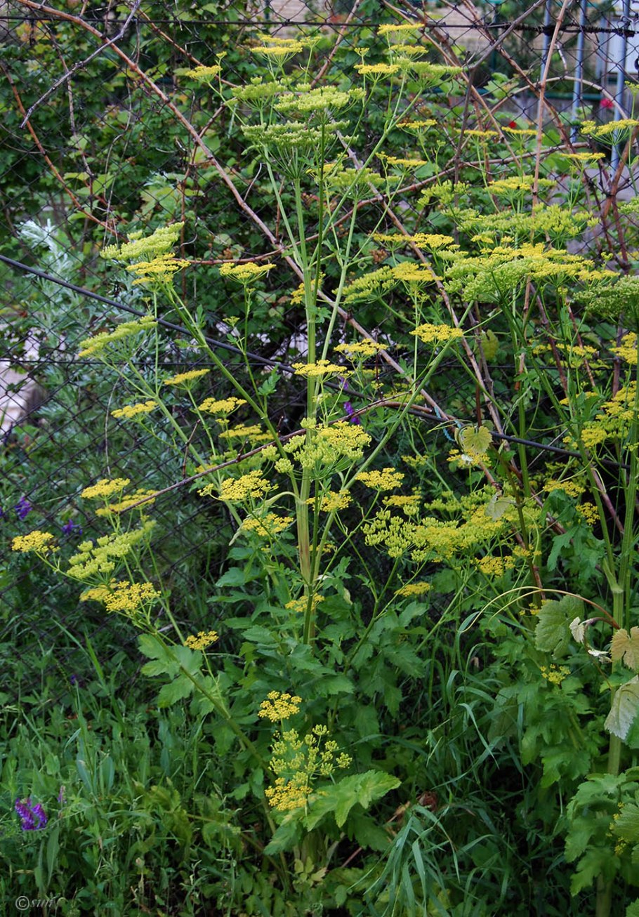 Пастернак посевной (pastinaca Sylvestris)