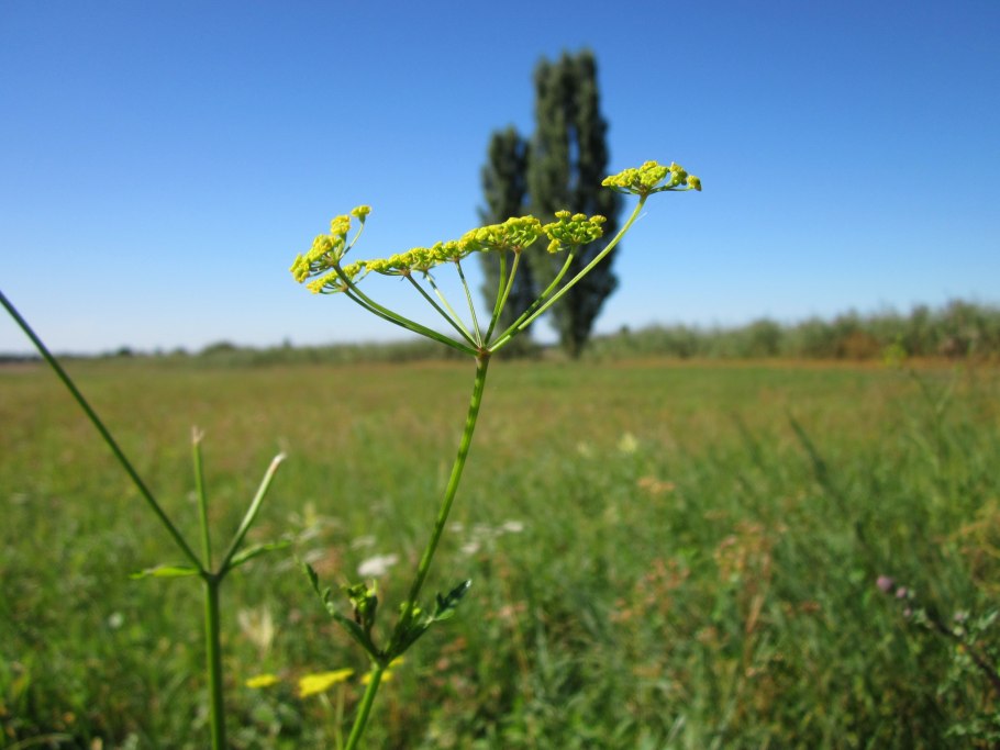 Пастернак дикий pastinaca Sativa