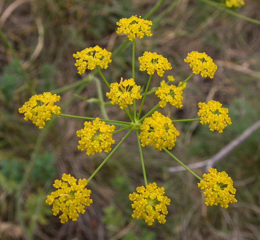 Пастернак посевной (pastinaca Sylvestris)
