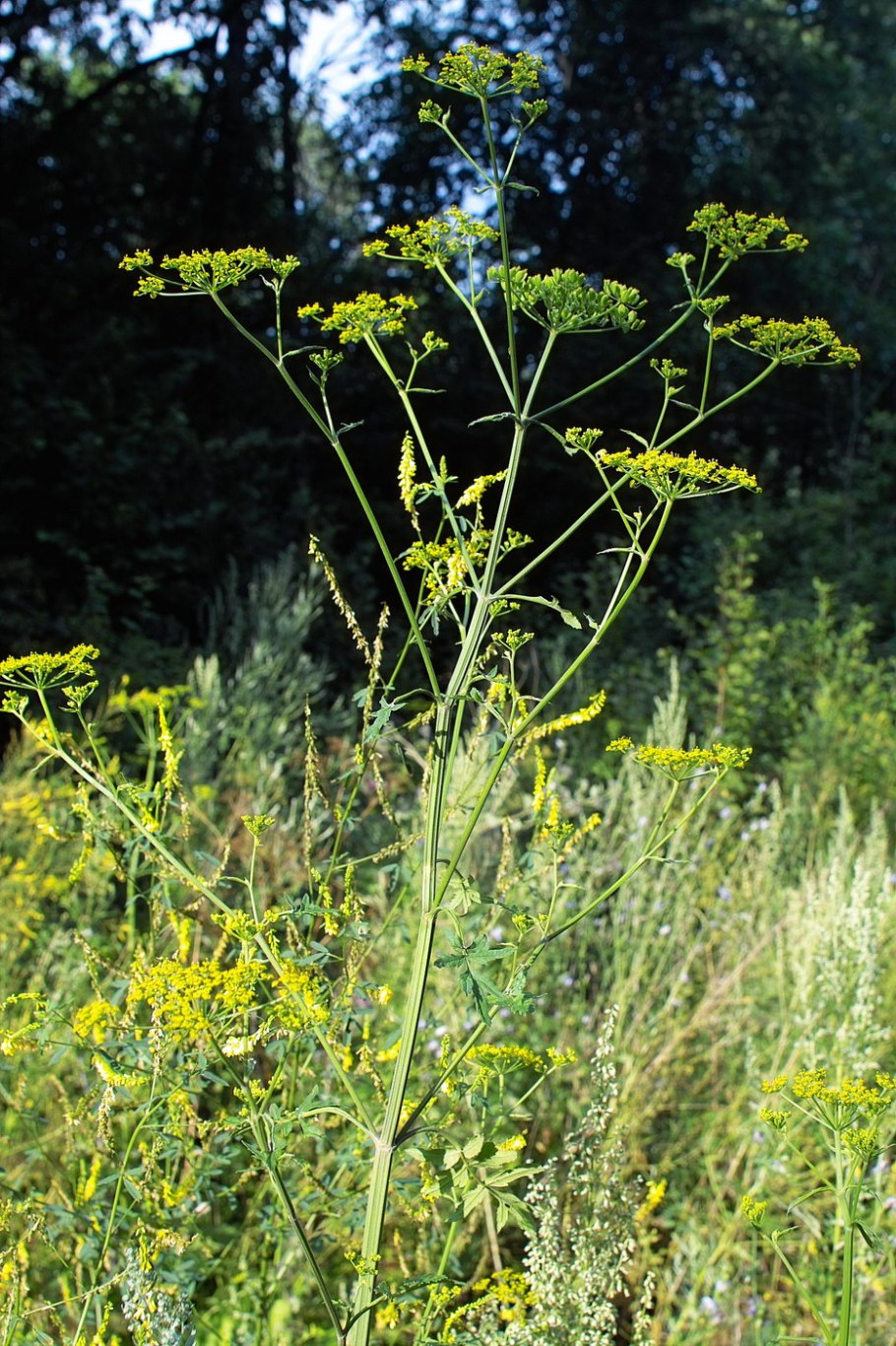 Pastinaca Sylvestris Пастернак Лесной