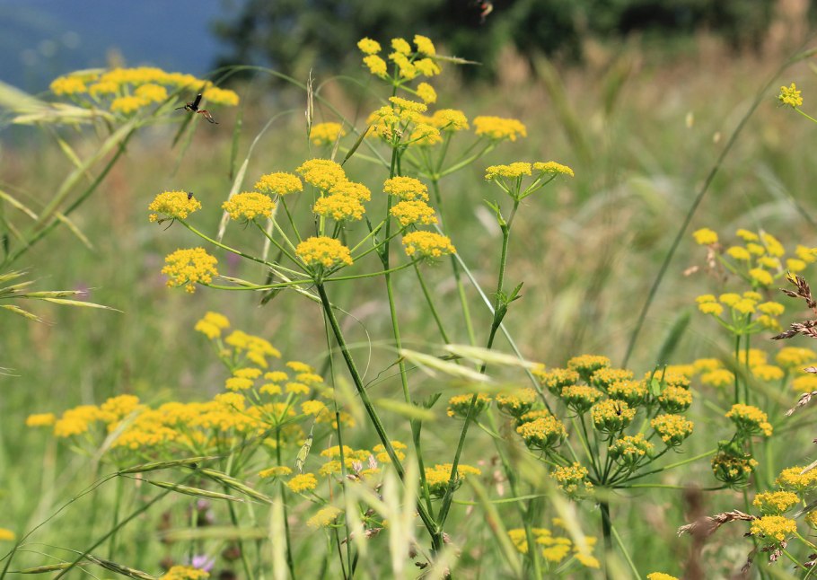 Пастернак посевной (pastinaca Sylvestris)