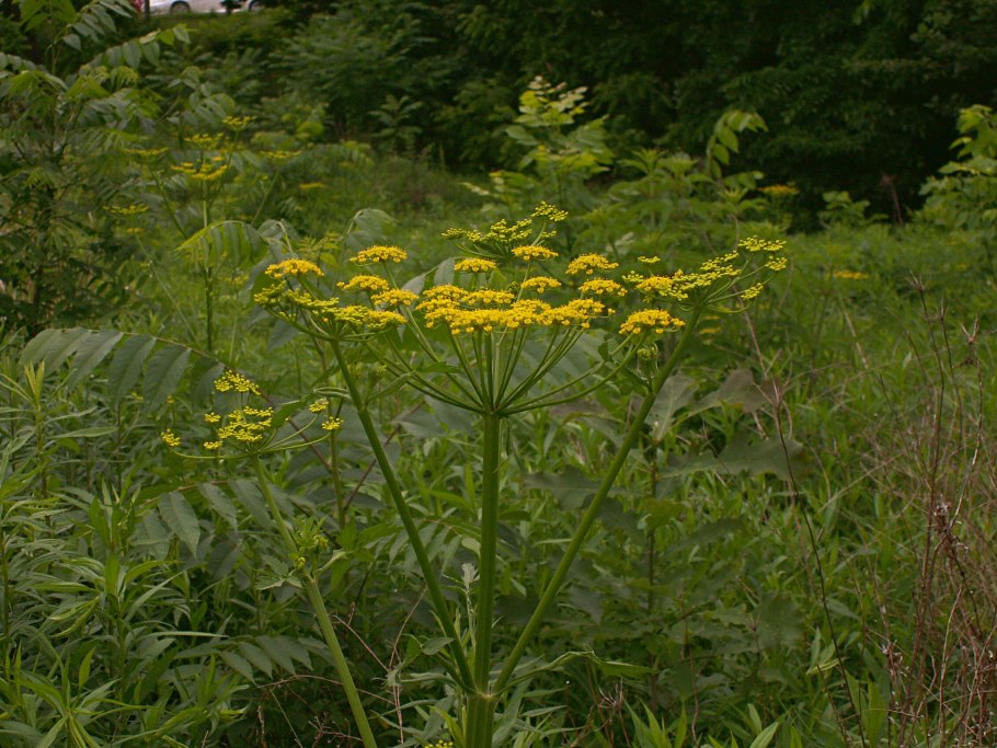 Пастернак посевной (pastinaca Sylvestris)