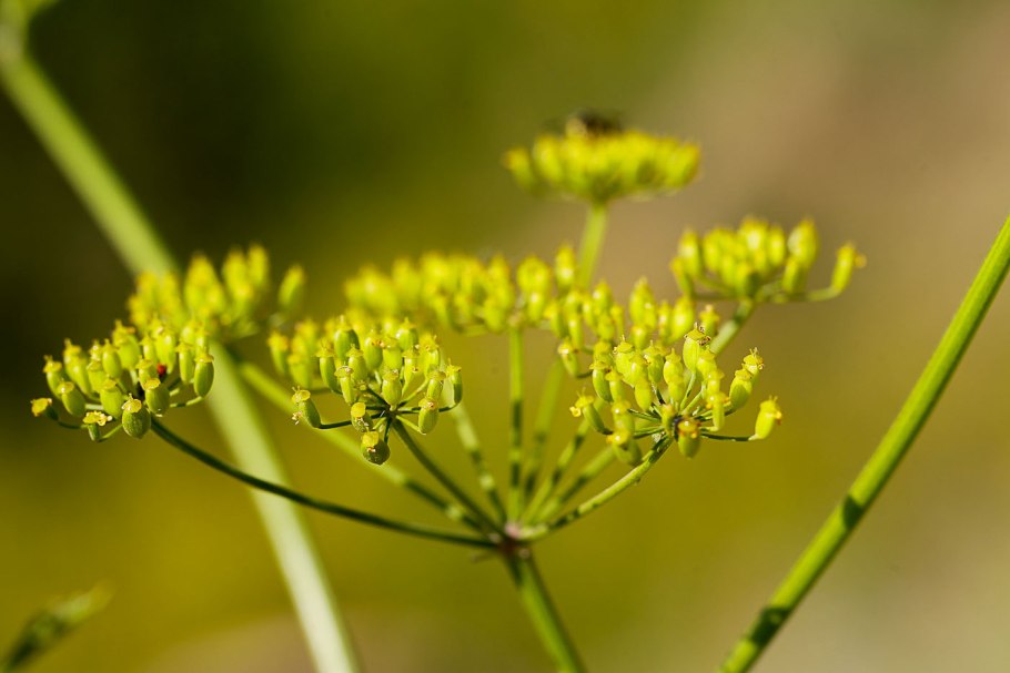 Pastinaca Sylvestris Пастернак Лесной
