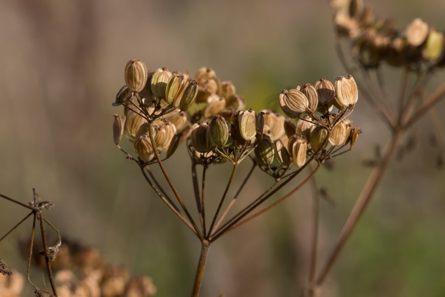 Pastinaca Sylvestris