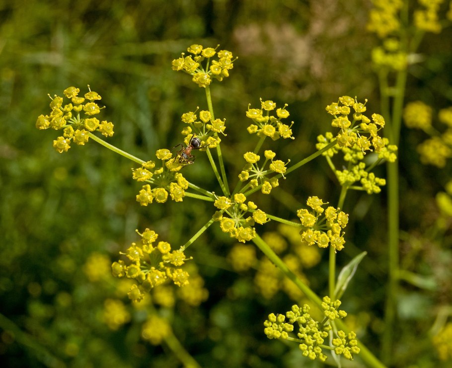 Pastinaca Sylvestris Пастернак Лесной