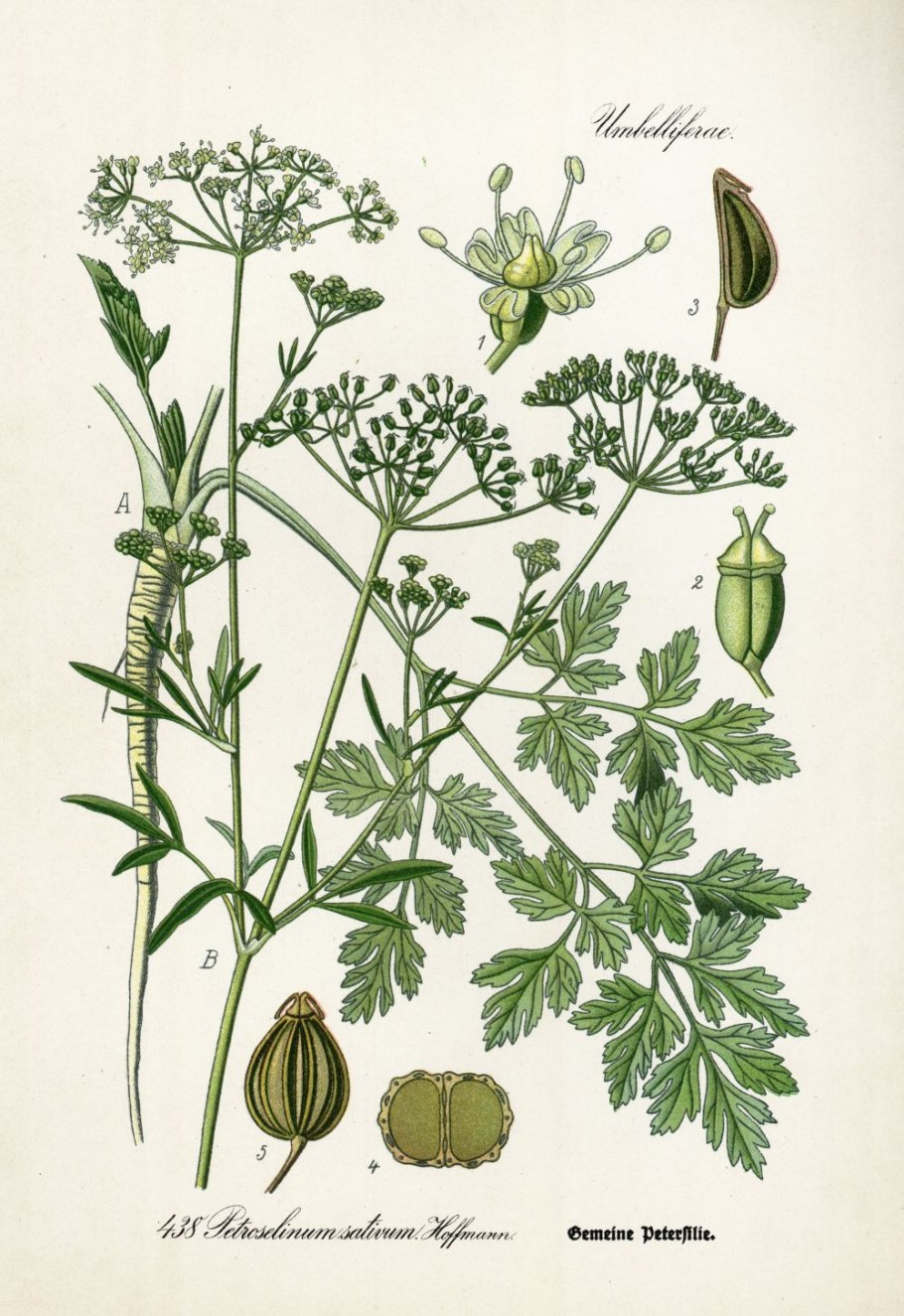 Petroselinum sativum
