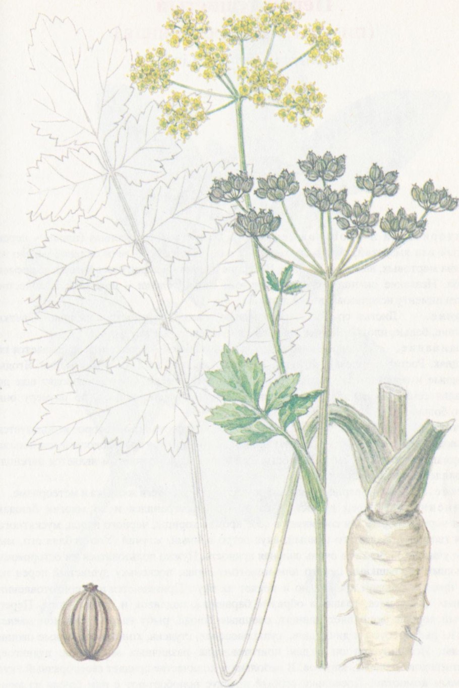 Пастернак посевной (pastinaca Sativa)