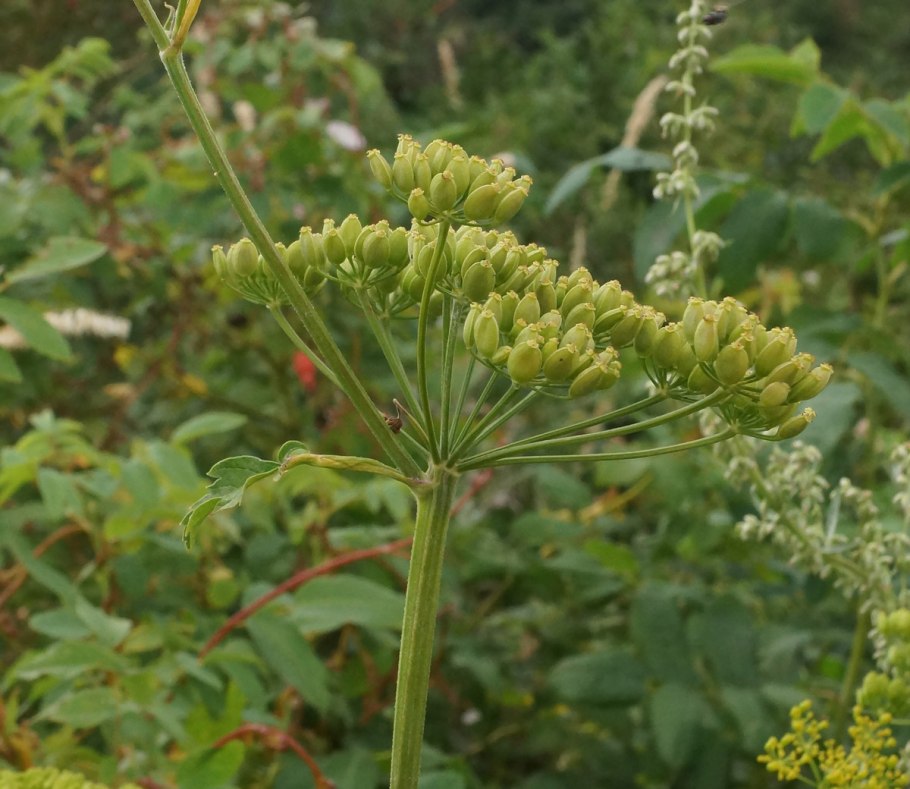 Пастернак посевной (pastinaca Sylvestris)