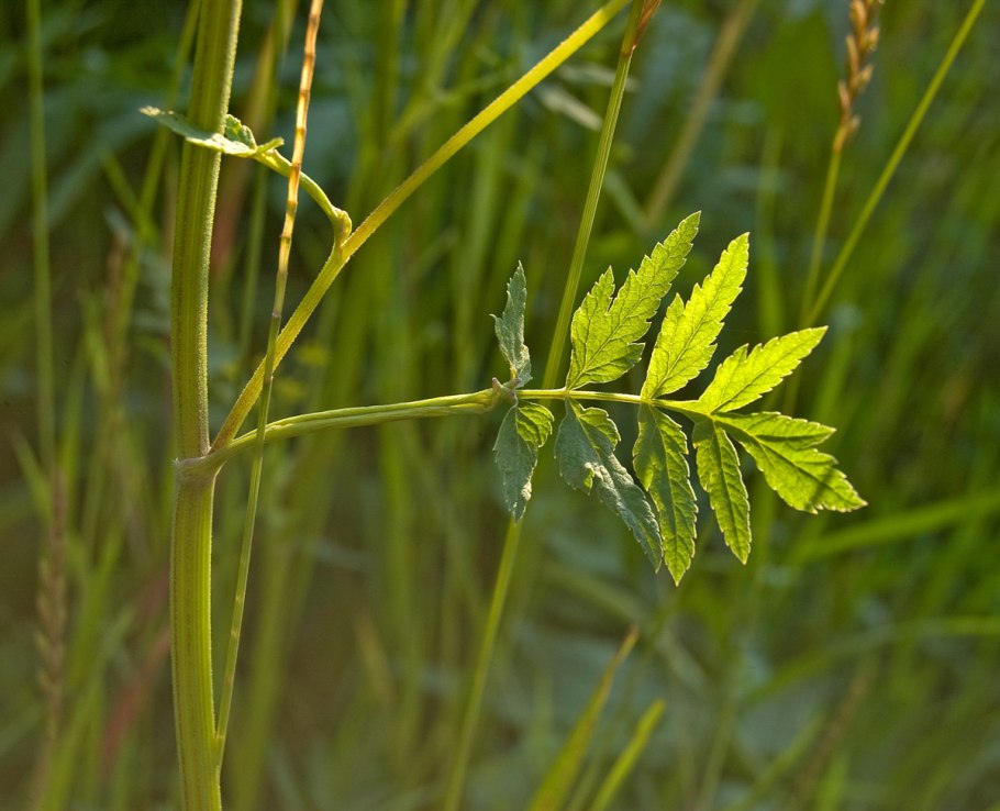 Pastinaca Sylvestris