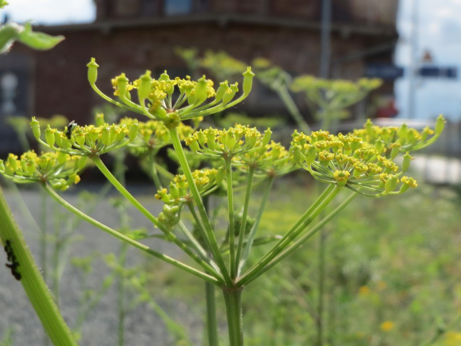 Pastinaca Sylvestris