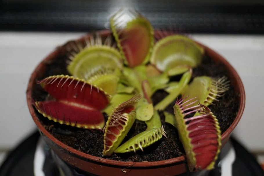 Растение Венерина мухоловка