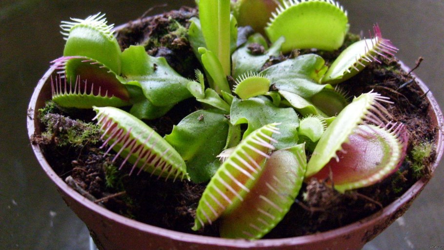 Венерина мухоловка