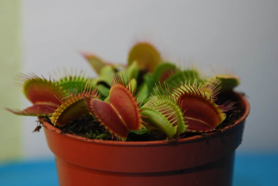 Дионея Венерина мухоловка