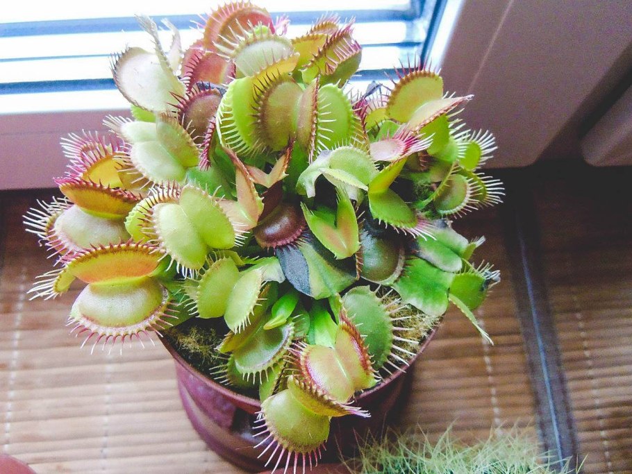 Росянка и Дионея