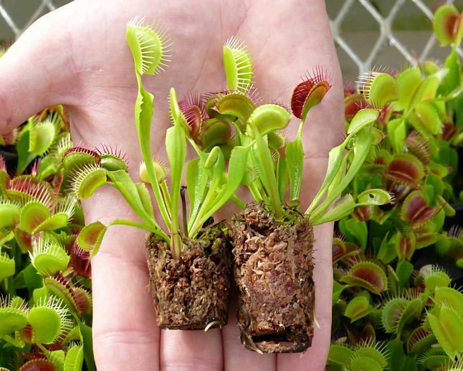 Венерина мухоловка