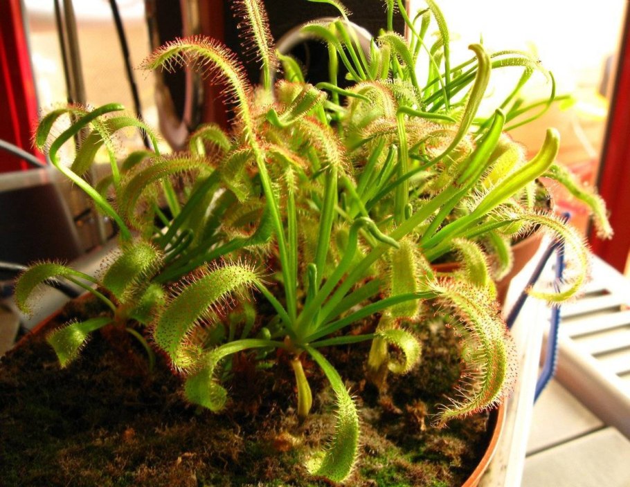 Дионея muscipula