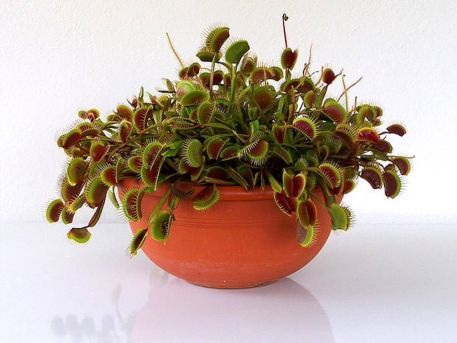 Венерина мухоловка (Dionaea muscipula)