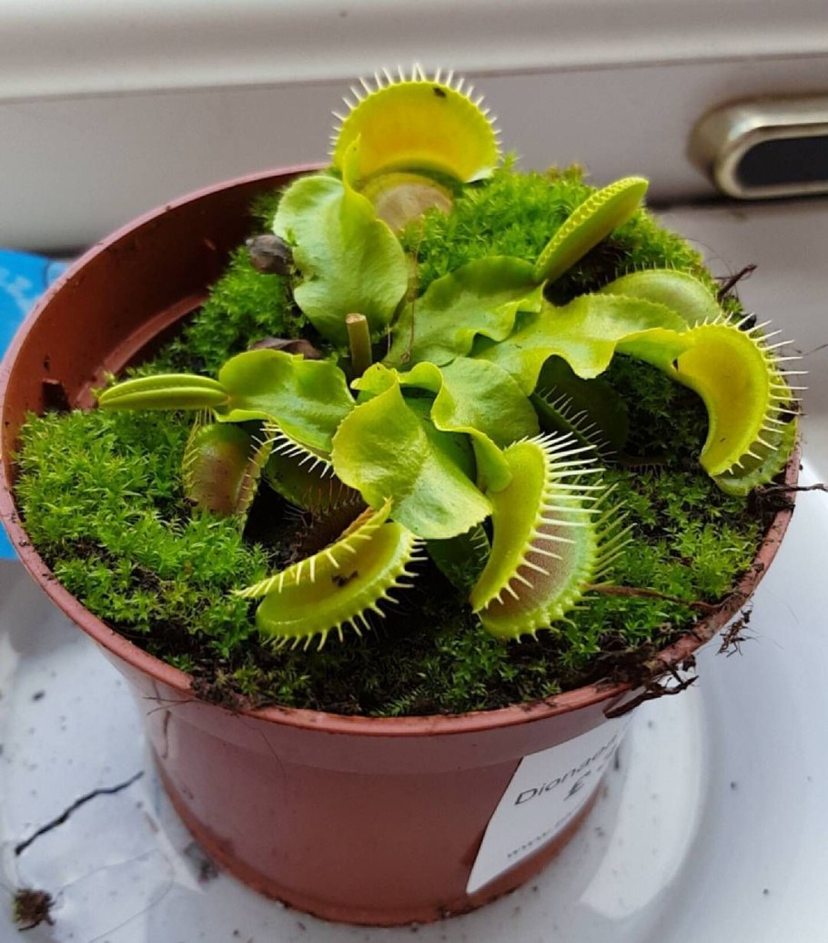 Венерина мухоловка Dionaea