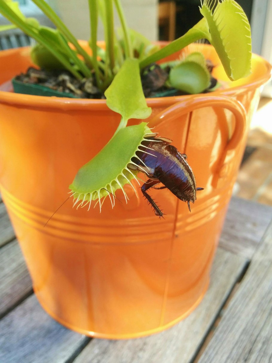 Растение мясоед