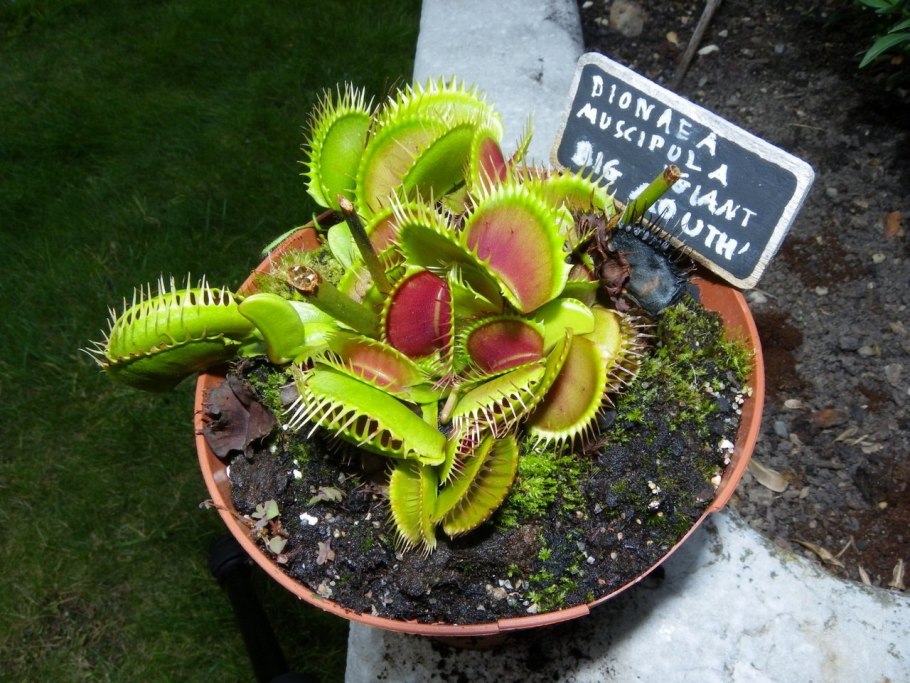 Росянка и Дионея