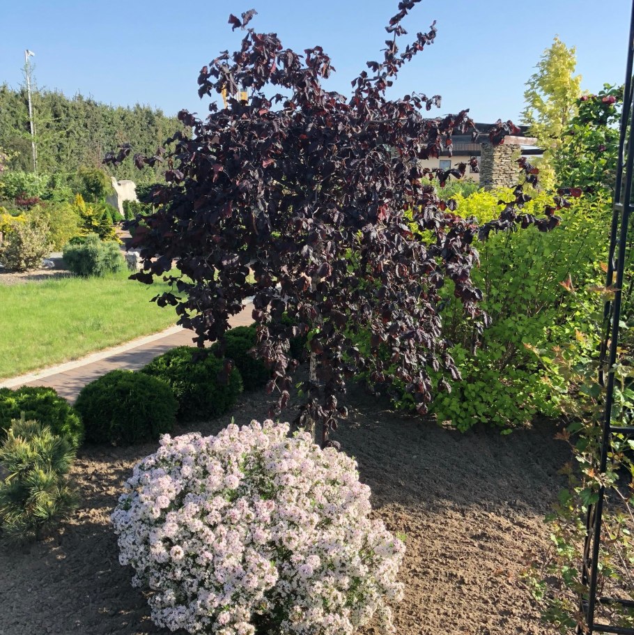 Лещина обыкновенная Пендула