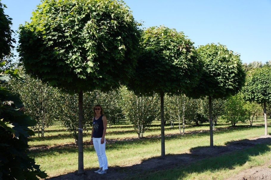 Пузыреплодник калинолистный