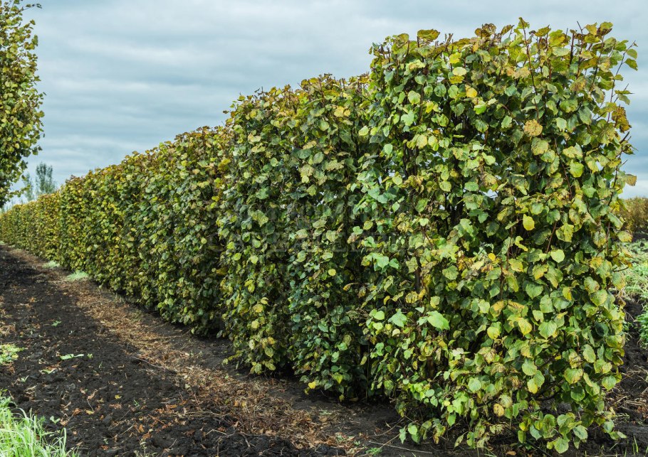 Клен краснолистный Кримсон Кинг