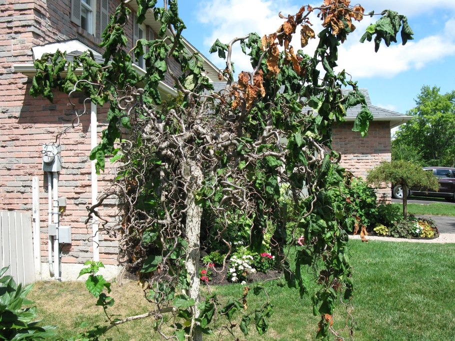 К привить лещину Конторта