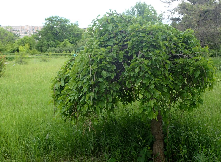 Лещина Пендула