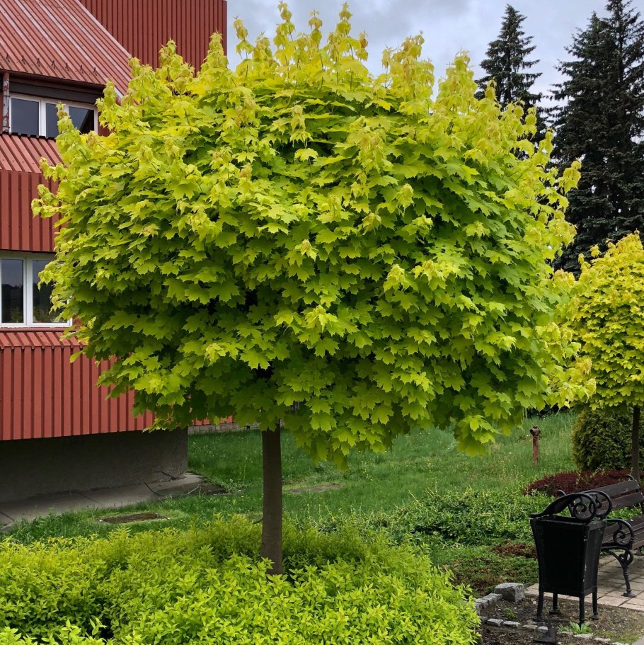 Ива Извилистая Матсудана