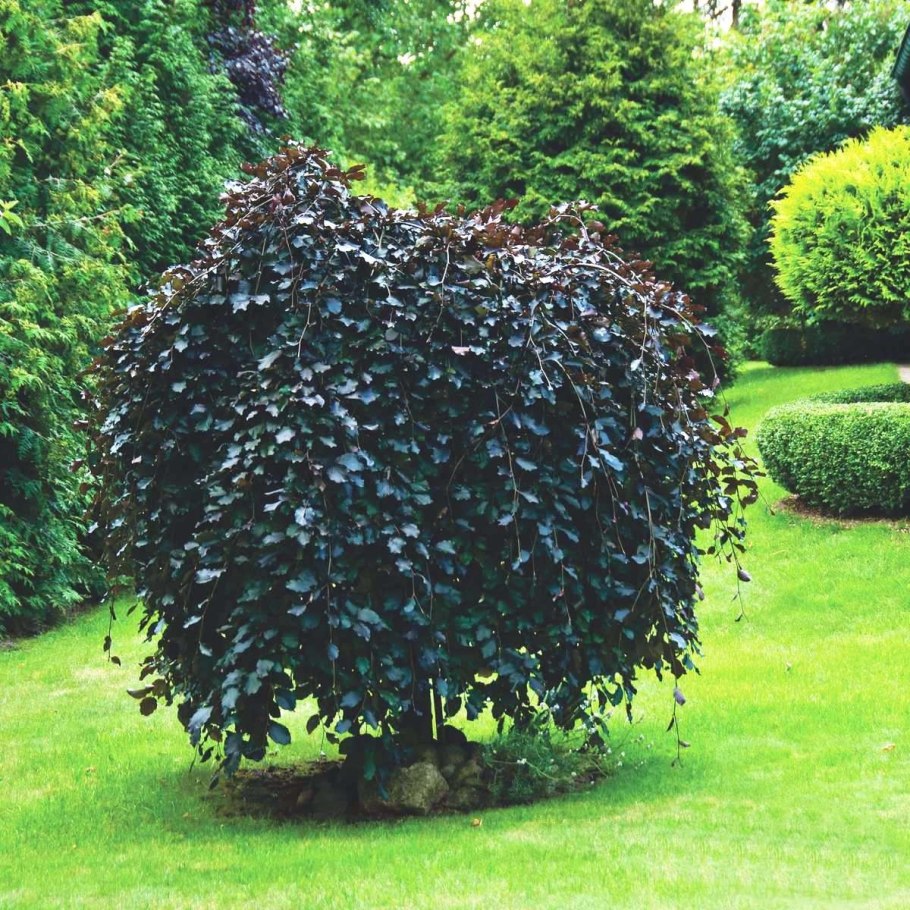 Fagus sylvatica purpurea pendula