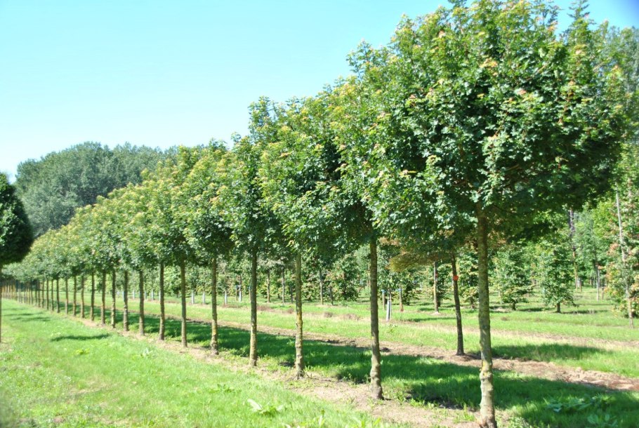 Ива Козья pendula