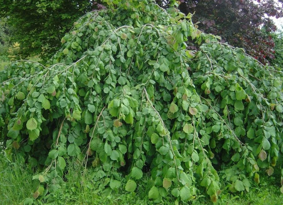 Скумпия краснолистная