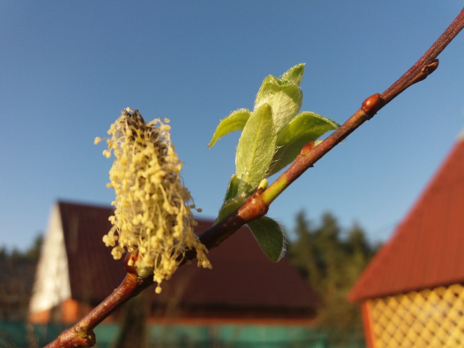 Арония черноплодная кустарник