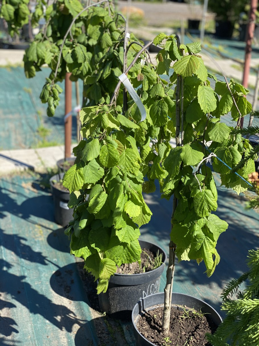 Лещина обыкновенная contorta