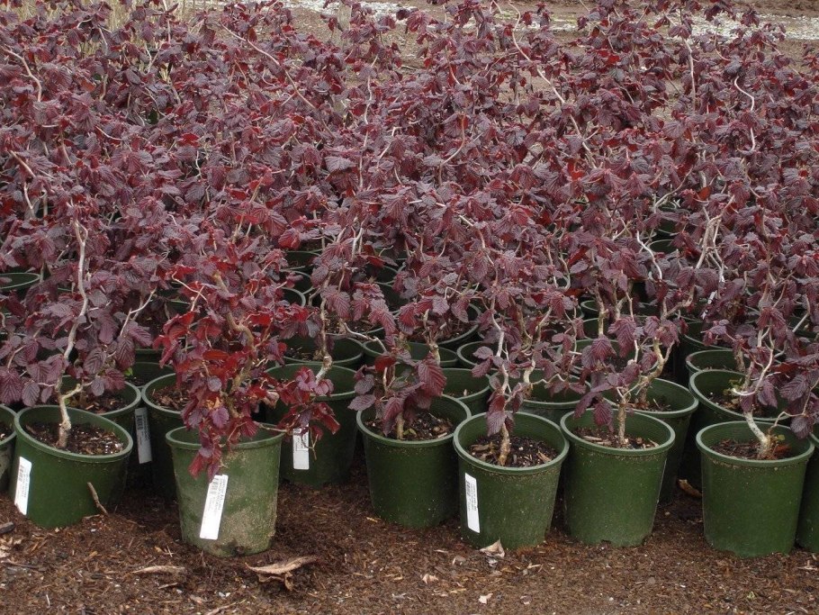 Вяз Кампердоуни