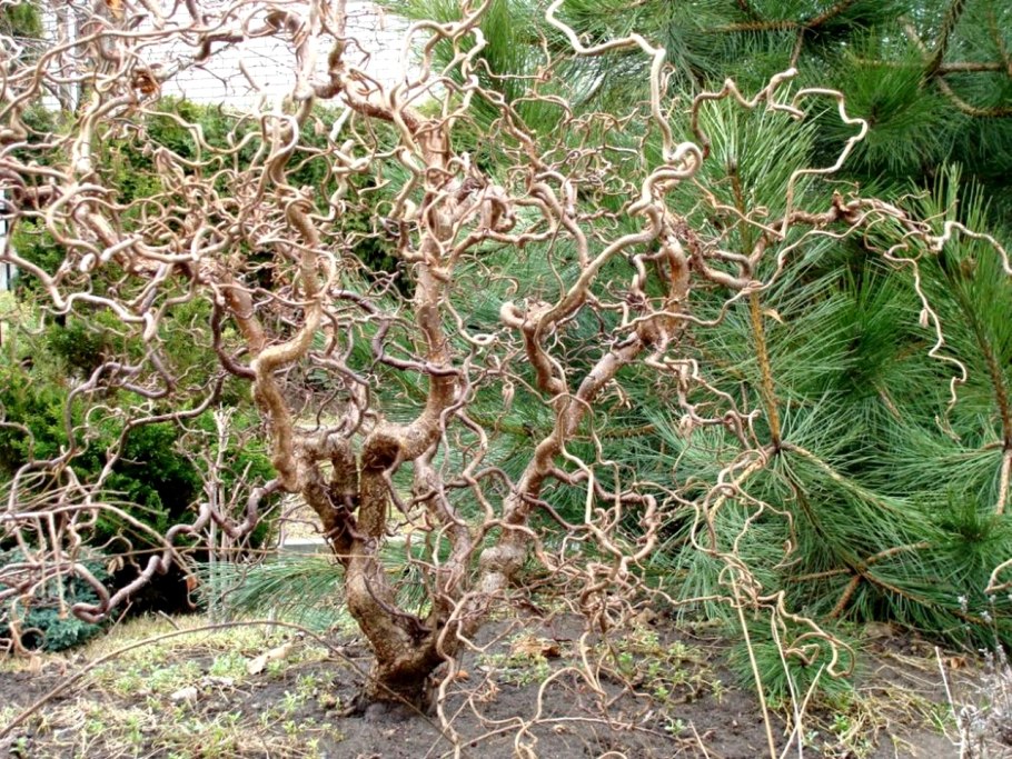 Пурпуреа Пендула береза