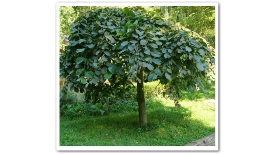 Ива Извилистая Матсудана