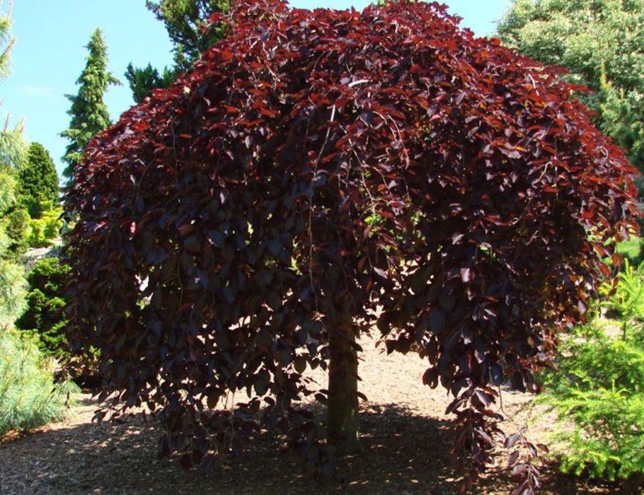 Туя бересклет скумпия миксбордер