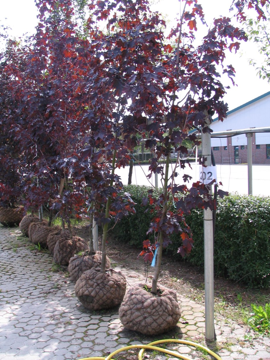 Клен полевой Нанум