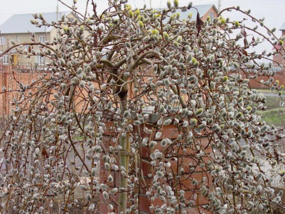 Шелковица повислая