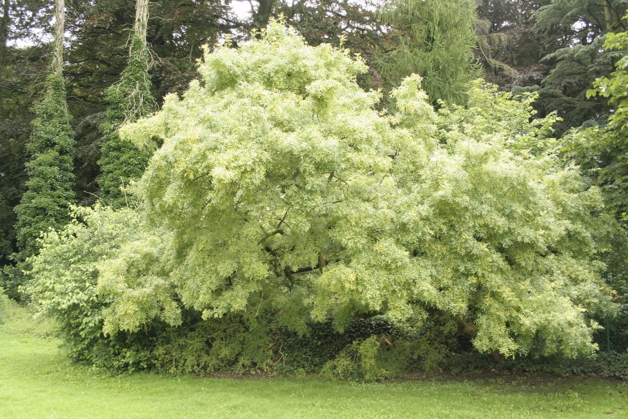 Шелковица Пендула