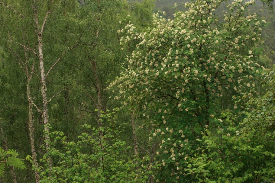 Клен остролистный Глабоза