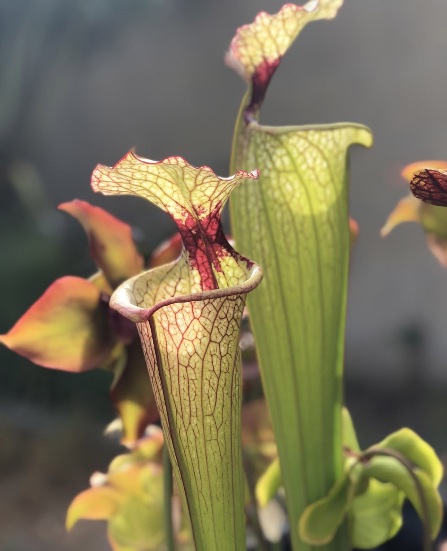 Саррацения дарлингтония